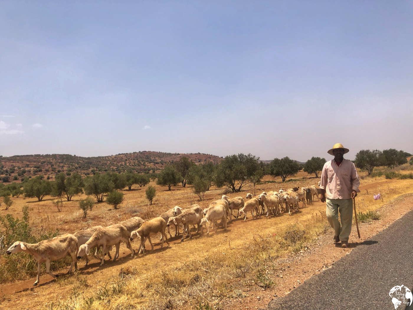 pasterz w maroko