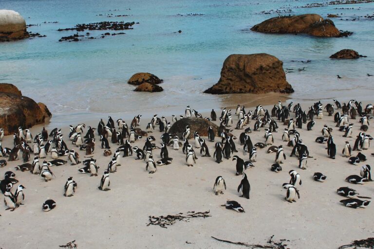 Read more about the article Zobacz afrykańskie pingwiny! Tanie loty do Kapsztadu!